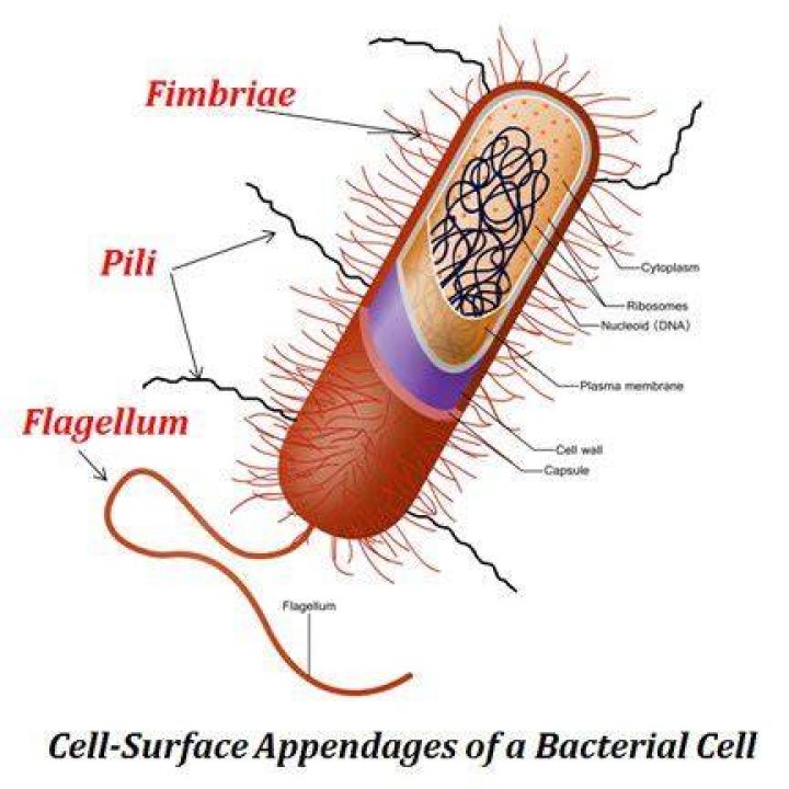 Are surface appendages that allow a bacterium?