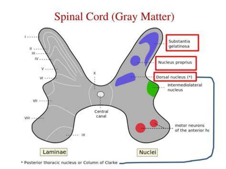 In spinal cord grey matter?