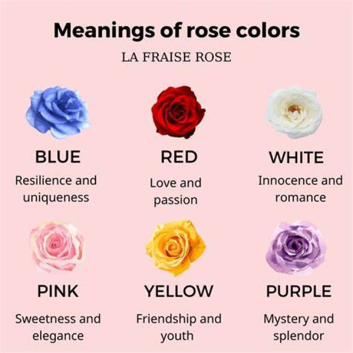 Which rose symbolizes jealousy?