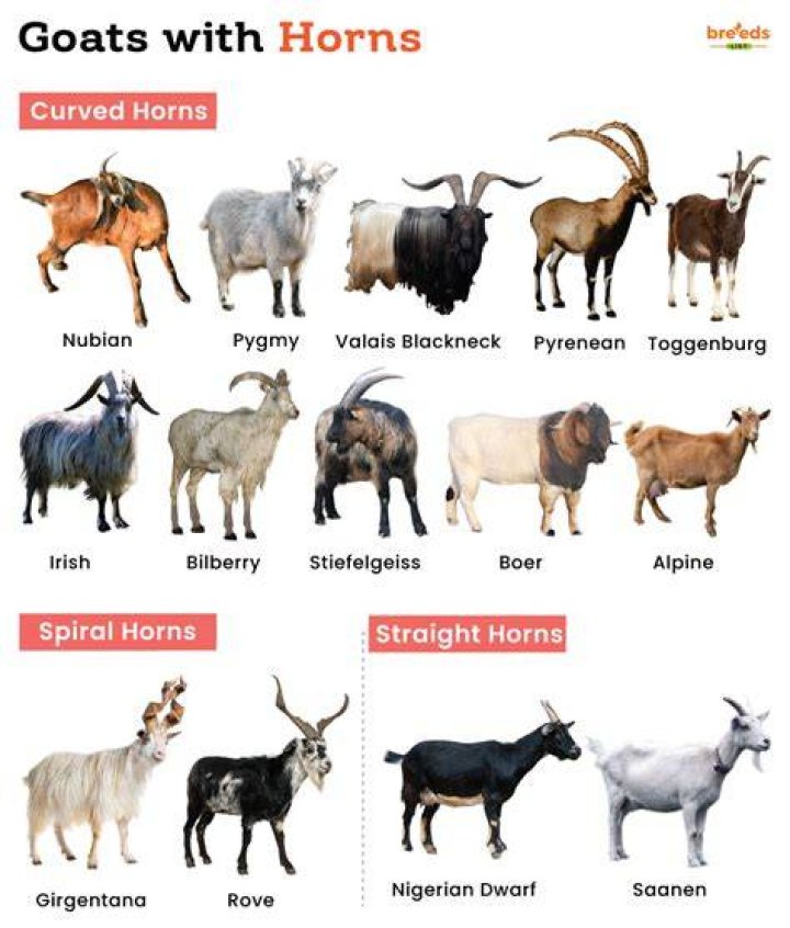 Why are goats dehorned?